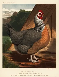 Poule Dorking gris argenté