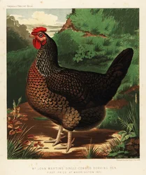 Poule Dorking à crête simple