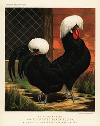 Poules polonaises noires à huppe blanche