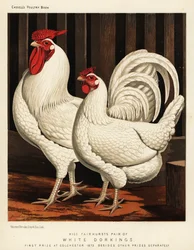 Poule Dorking blanche