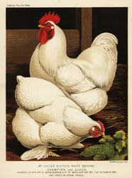 Coq et poule cochinchinois blancs