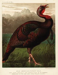 Dindon sauvage américain, Meleagris gallopavo
