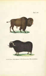 Bison et bœuf musqué
