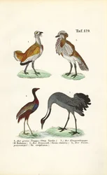 Outardes et grues
