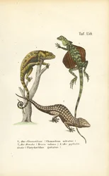 Caméléon, dragon volant et gecko tokay