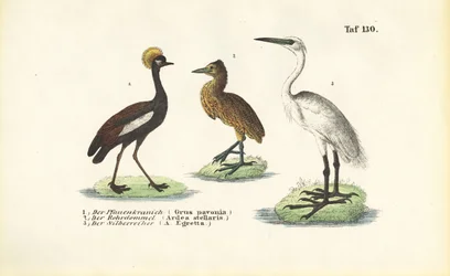 Grues et hérons