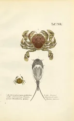 Crustacés et crevettes têtards