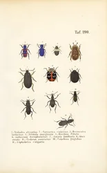 Diversité des espèces de coléoptères européens