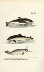 Dauphins et narvals