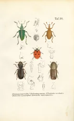 Espèces de coléoptères d