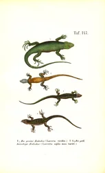 Espèces de lézards européens