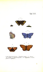 Espèces de papillons européens