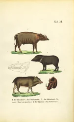 Espèces de porcs exotiques : Babirusa, pécari à collier et pécari à lèvres blanches