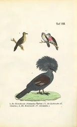 Espèces de pigeons exotiques et Pigeon couronné de Victoria
