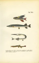 Poissons volants, brochets et loches