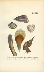Escargots d