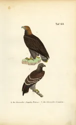 Aigle royal et aigle pomarin