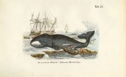 La baleine du Groenland chassée
