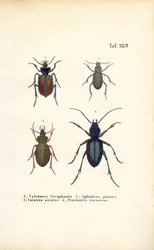 Carabes des familles Carabidae et Platyninae