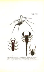 Harvestman et Scorpions