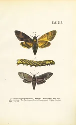 Les papillons de nuit de la famille des Sphingidae