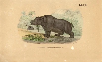 Hippopotame au bord de l