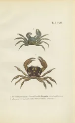Crabe fantôme aux yeux cornés et crabe de terre