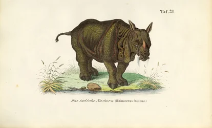 Rhinocéros indien