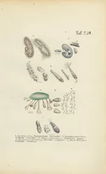 Infusoires : Paramécie, Stentor et autres ciliés