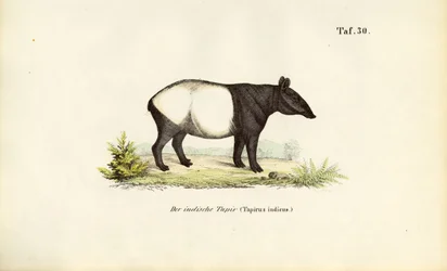 Tapir malais