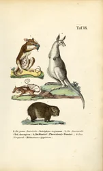 Marsupiaux d