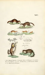 Espèce de martre avec illustration du crâne