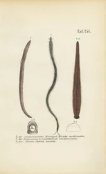 Sangsue médicinale, ver de terre et néréide