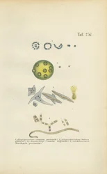 Micro-organismes : Gonium, Volvox et autres organismes unicellulaires