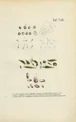 Organismes unicellulaires microscopiques : Monades, cercaires et parasites