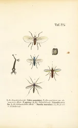 Les moustiques et leurs stades de développement