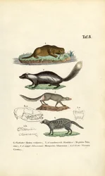 Loutre, mouffette, ichneumon et civette avec illustrations de crânes