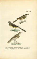 Pipits et bergeronnettes