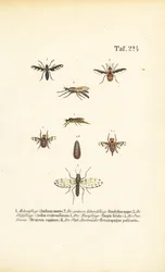Espèces de mouches prédatrices et parasites