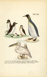 Pingouin torda, macareux moine, manchot royal et pélican
