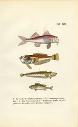 Rouget et poissons de fond des eaux côtières européennes