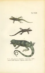 Lézard des sables et iguane vert