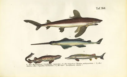 Requins et poissons de type esturgeon