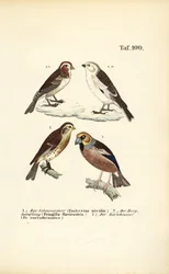 Bruant des neiges, twite et bouvreuil