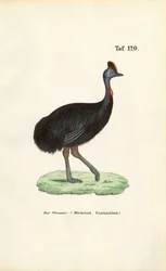 Cassowary du Sud