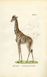 La girafe