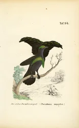 Le superbe oiseau de paradis