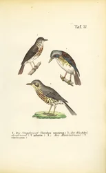 Trois espèces de grives