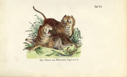 Tigres, mâles et femelles