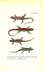 Diverses espèces de lézards européens